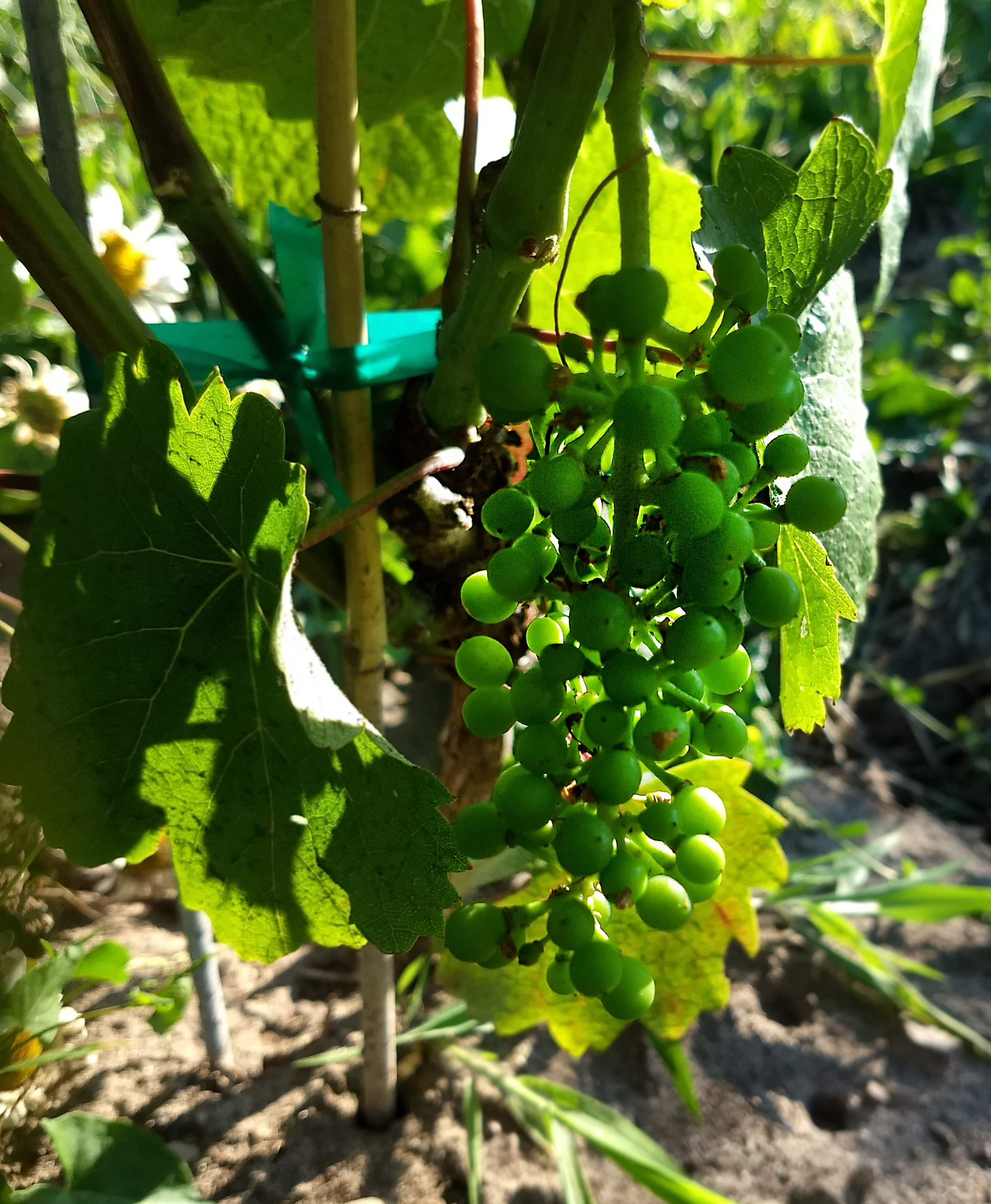 Zweigelt grape clusters.